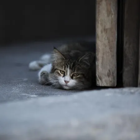 Koza Cave מלון 3*